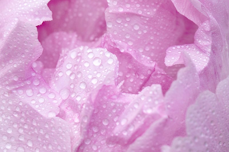 Petal Travel Image